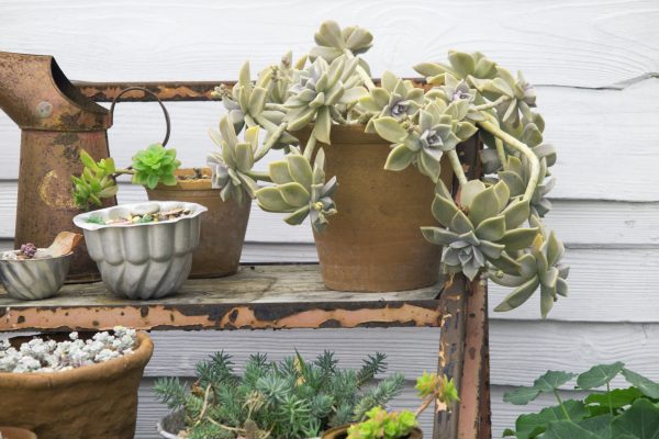 Re-use tins and containers for seaside pots