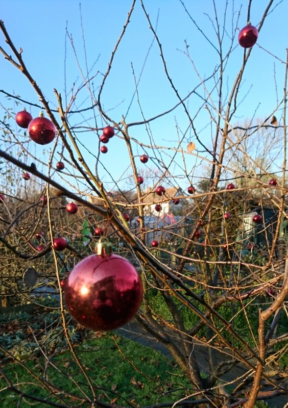 Christmas baubles on a fruit tree