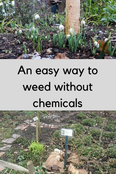 Weeding without chemicals #gardening #backyard