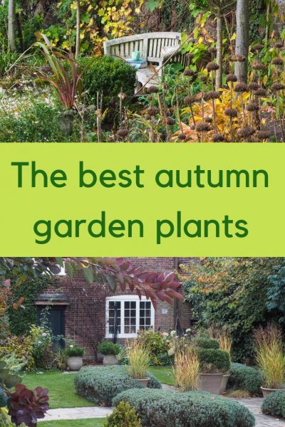 Autumn garden colour - what works beautifully and what doesn't