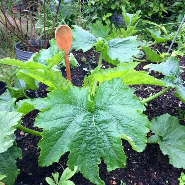 Baby Bio fed courgette