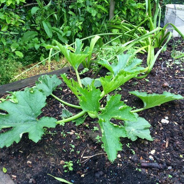 Courgette not fed with Baby Bio 4 weeks on