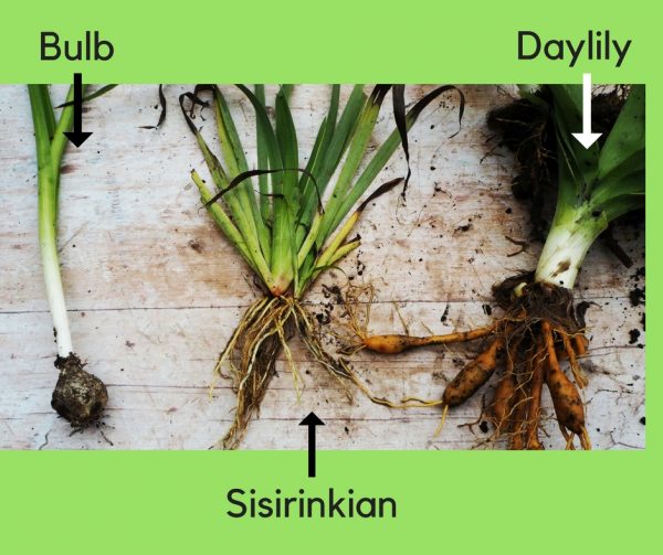 Daylilies, sisirinkian and bulbs