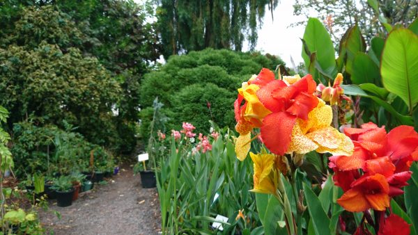 Canna 'Cleopatra' is good for the exotic garden