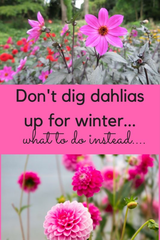 Don't dig up dahlias for winter...what to do instead