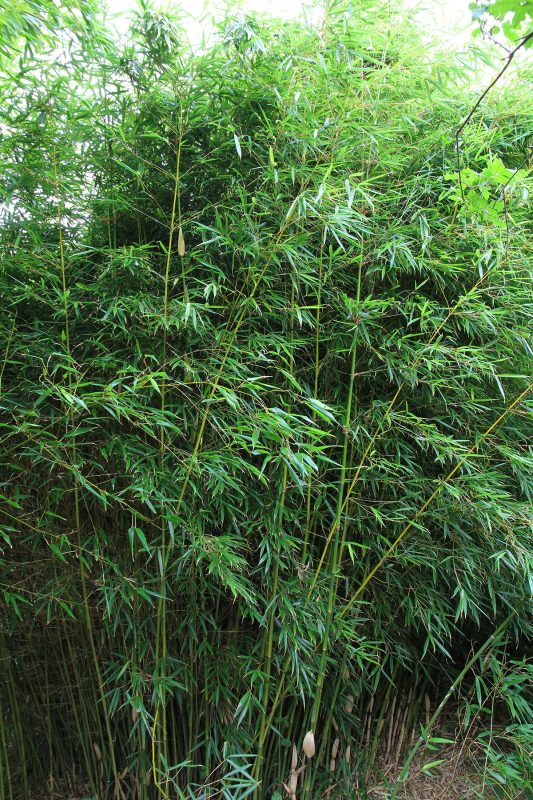 How to choose bamboos for privacy