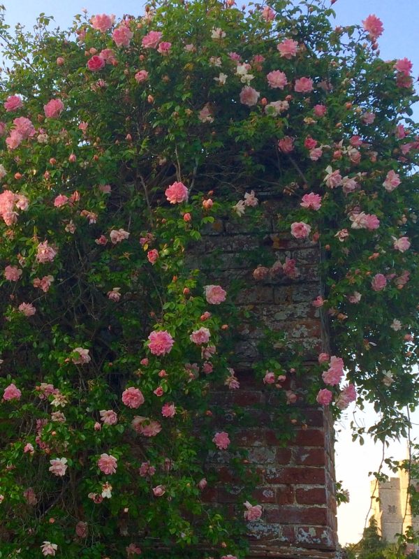Romantic climbing roses.