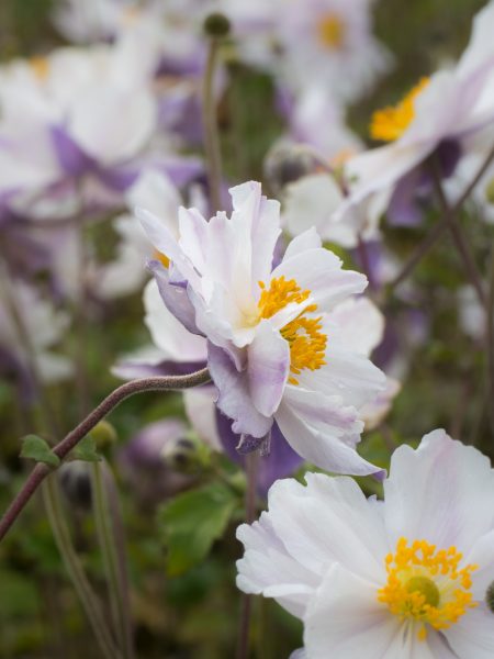 Japanese anemones for windy gardens