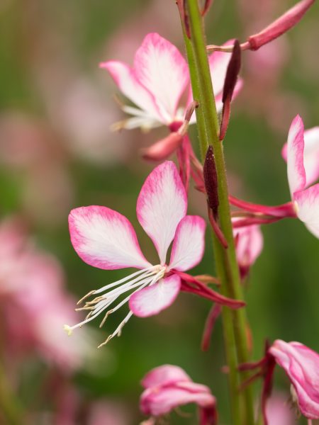 Gaura is a good plant for a windy garden
