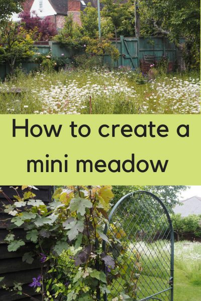 Whether you want a mini meadow garden lawn or a wildflower border, here's what you need to know about wildflower meadows for small gardens.