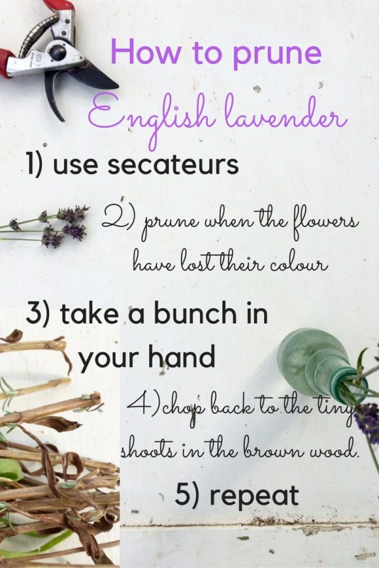 How to prune English Lavender to make it last longer