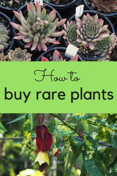 How to buy rare plants