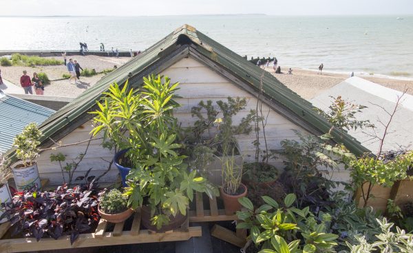 A roof garden by the beach