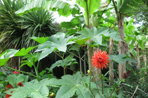 Add colour to an exotic garden with dahlias