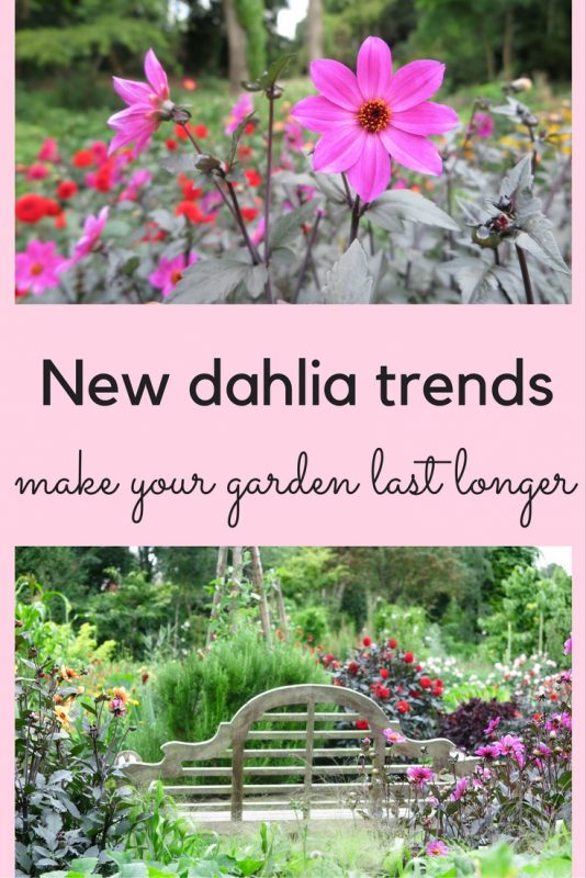 Design ideas and tips - dahlias for contemporary gardens
