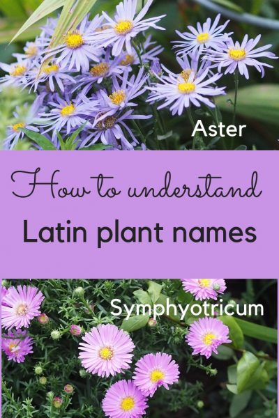 How to understand Latin plant names