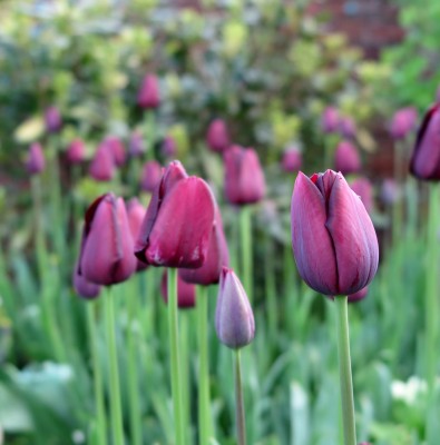 Queen of Night tulips