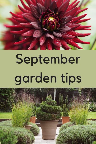 Do you make these 7 mistakes in your September garden?