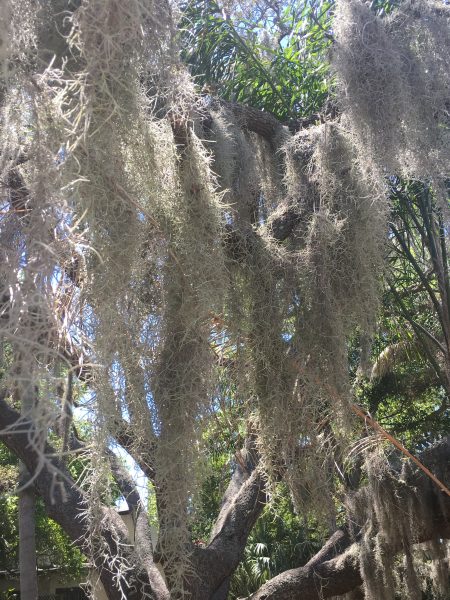 Spanish moss is an air plant