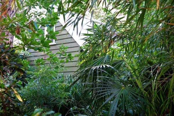 Plant trees, ferns and cordylines close to the house for a jungly look