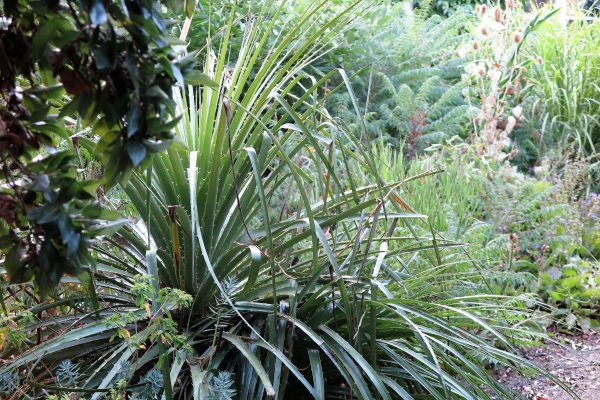 Puya chilensis can be hardy in some cool climate zones