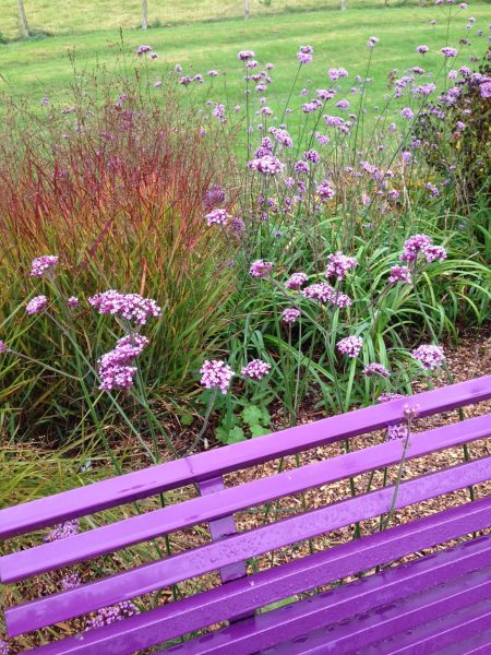 The planting echoing the bench colour at Sussex Prairie Gardens