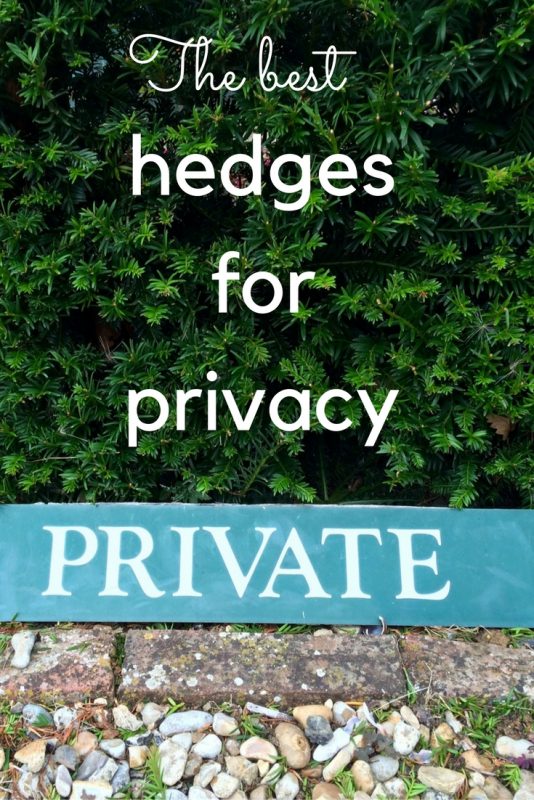 How to choose and plant the perfect privacy hedge