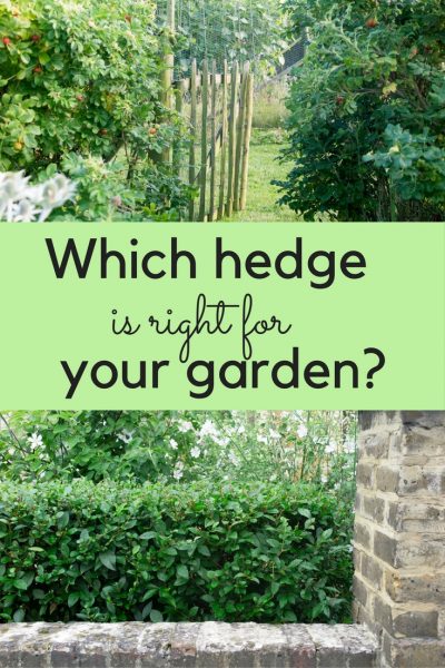 Which hedge is right for my garden?