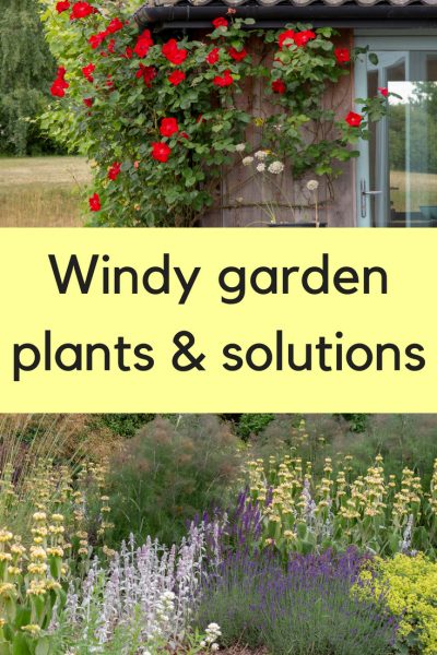 Windy garden plants and solutions - easy tips to make your garden more colourful and sheltered. #gardening #gardentips