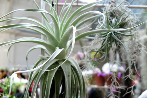 Airplants are exotic indoor plants from Aldo Airplants