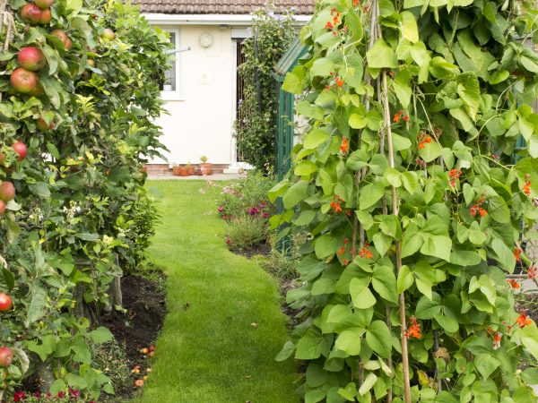Fruit trees in the garden are as easy as growing beans