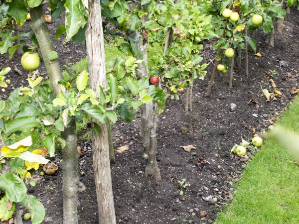 Plant cordon trees closely for an orchard in the garden
