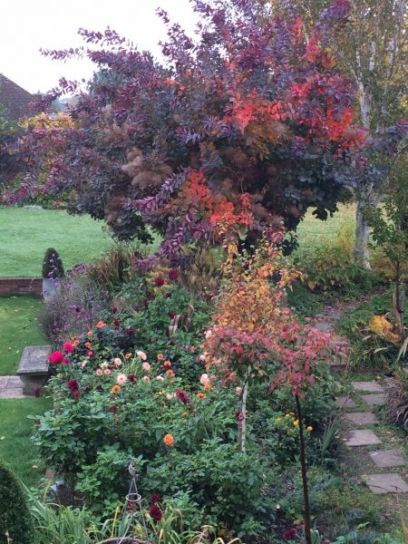 Autumn colour trees