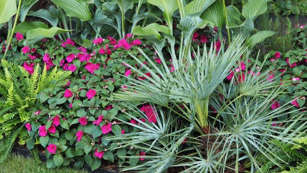 Imara Bizzy Lizzies - inexpensive bedding plants to team with exotics