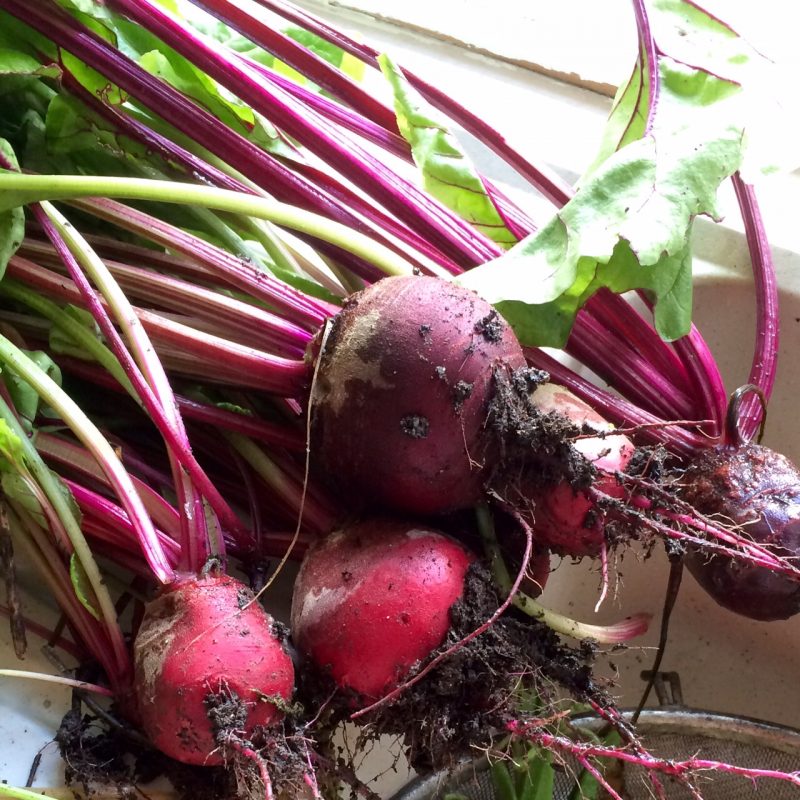 Beetroot is a good grow-your-own or allotment veg