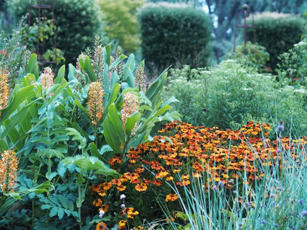 Late summer garden colour - ginger lily and helenium