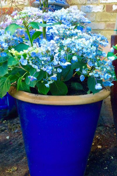 Hydrangeas make excellent low-maintenance garden pots