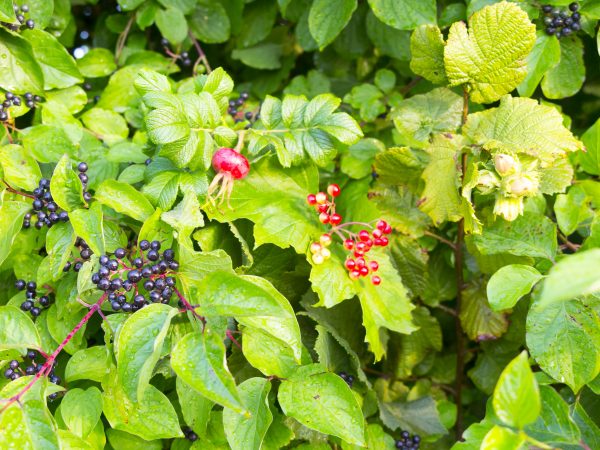 Foragers hedge of dog rose, hazel, elder and wild currant