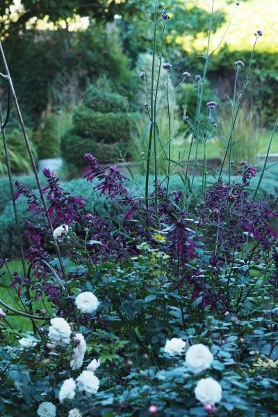 Salvia Love & Wishes in the September garden