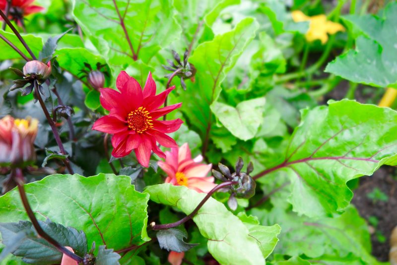 How to use dahlias in your vegetable garden