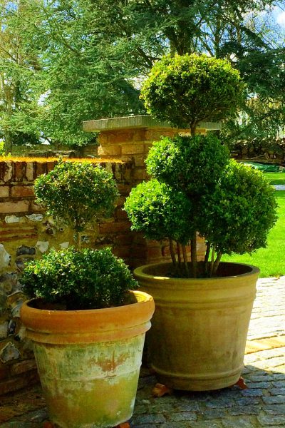 Cloud-pruned topiary in pots