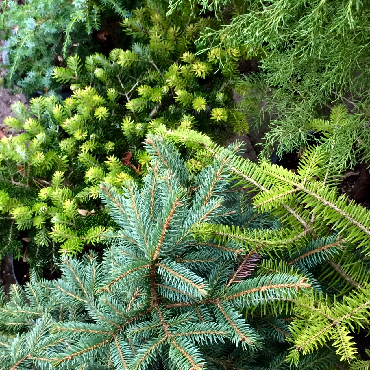 Christmas conifers outside in pots