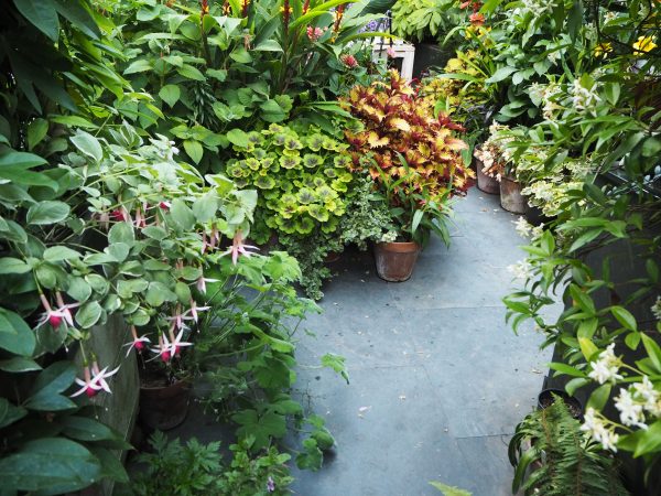 Choose tall, large leafed plants for privacy