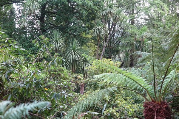 Cordylines, tree ferns combine for an exotic look