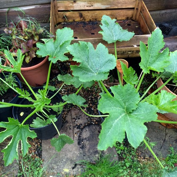 Day 17. Baby Bio Outdoor fed courgette on right (with wooden spoon)