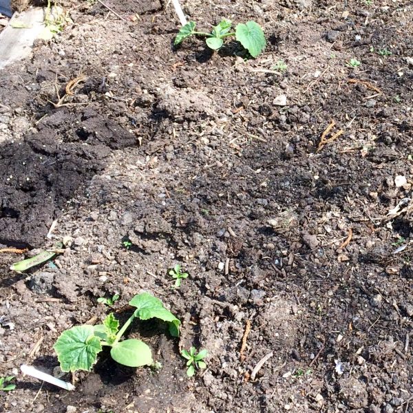 Courgettes planted in the bed at the beginning of the trial.