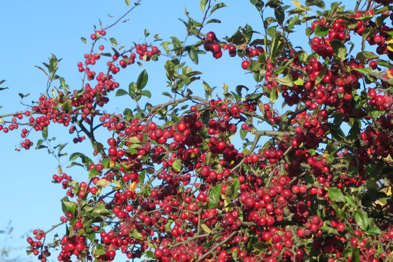 Malus 'Gorgeous' is a good choice for middlesized winter gardens
