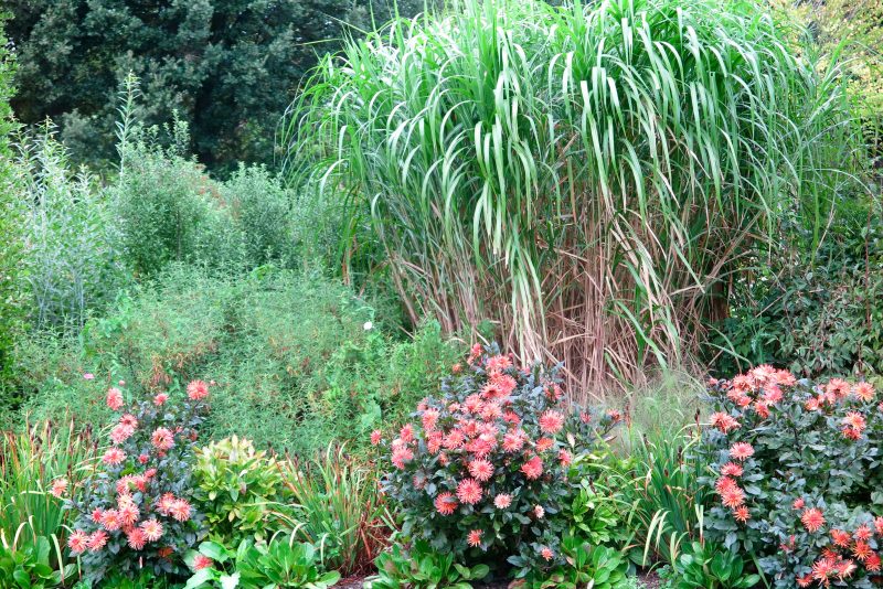 Dahlias - plants for long season borders