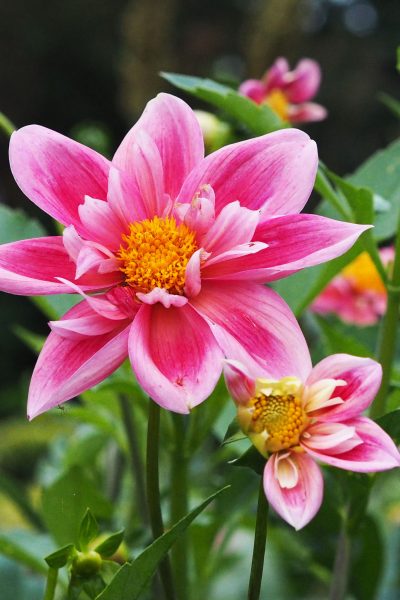 Dahlias in the late summer garden at The Salutation.