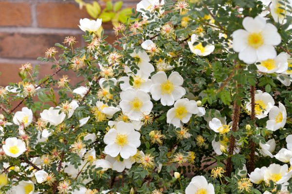 Dunwich rose from David Austin - for windy or exposed gardens.